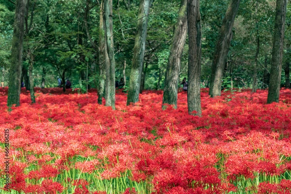 Fototapeta Kinchakuda Manjushage Park is the famous Red spider lily garden in Saitama, Japan. 巾着田曼珠沙華公園