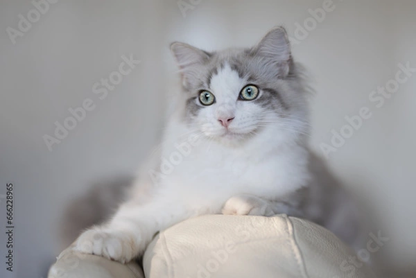Obraz Ragdoll Katze / Ragdoll Cat 