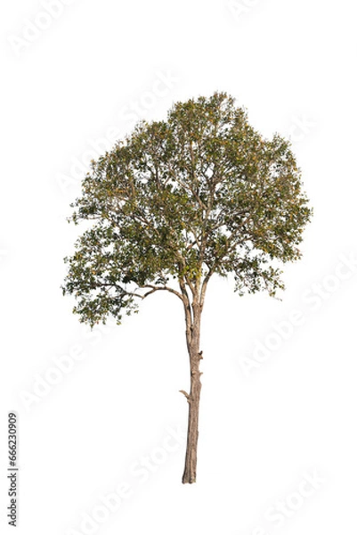 Fototapeta Dipterocarp tree isolated (dicut) on white background