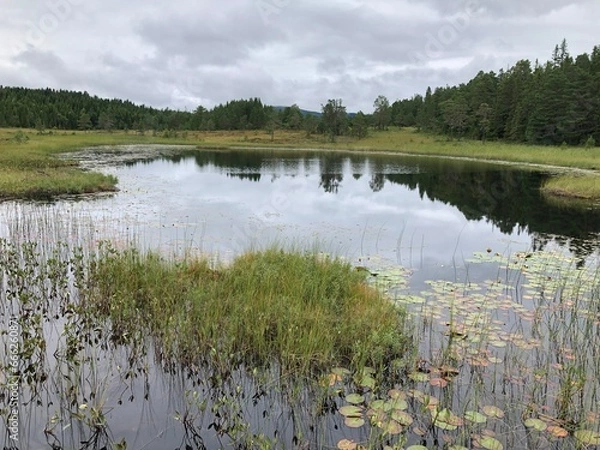 Fototapeta Cloudy day. Beautiful forest mountain lake. Trees reflected in the water