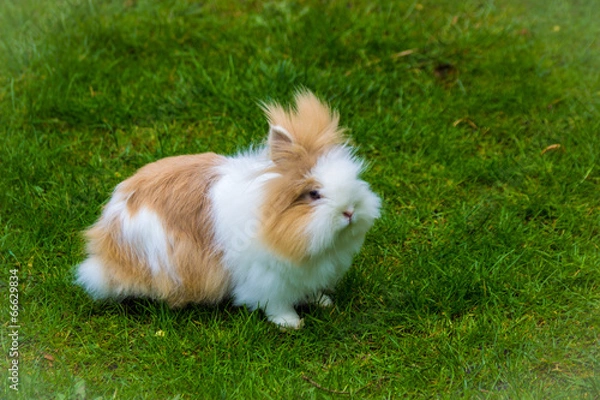 Obraz Löwenkopf Hase