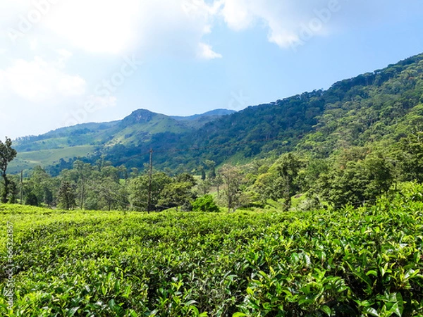 Obraz green tea plantation