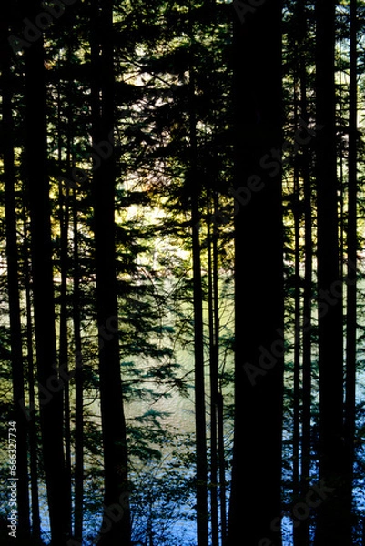 Obraz sunset in the forest