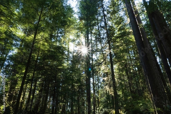 Fototapeta sun shining through the trees