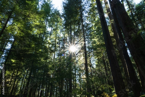Obraz sun shining through trees