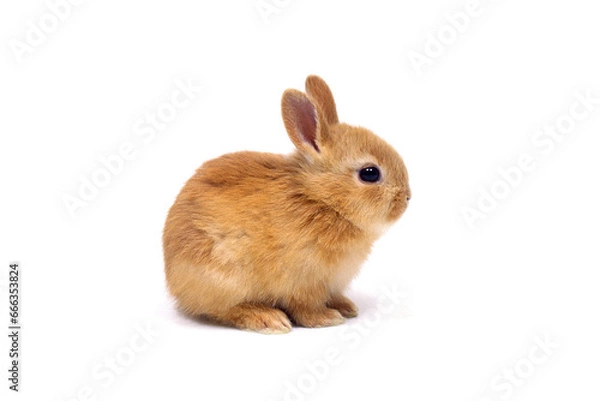 Obraz ウサギ　ネザーランドドワーフラビット　ネザーランドドワーフ　白バック
