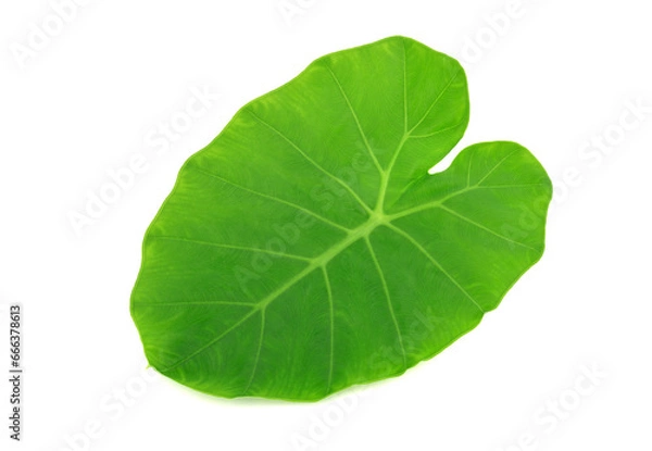 Obraz Fresh green taro leaves isolated on white background
