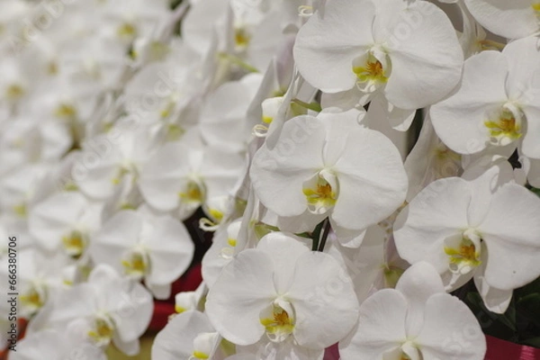 Fototapeta 満開のコチョウラン