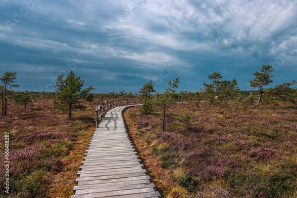 Obraz Moorpfad