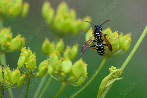 Obraz wasp on a flower