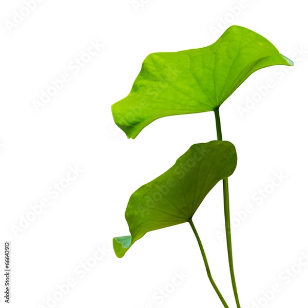 Obraz Lotus leaf