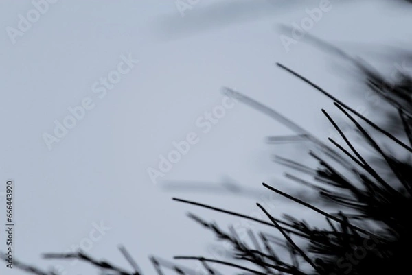 Obraz Black and white abstract wallpaper