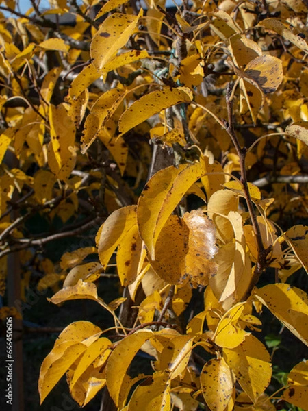 Obraz yellow autumn leaves