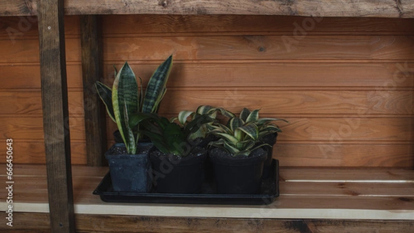 Obraz plant in a pot