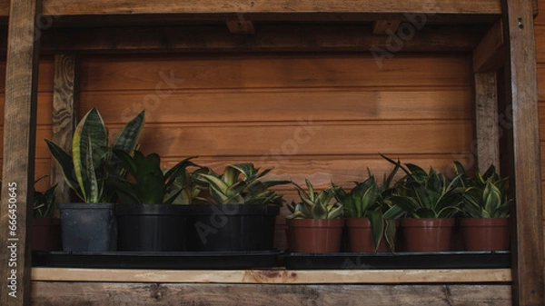 Obraz flowers on the window