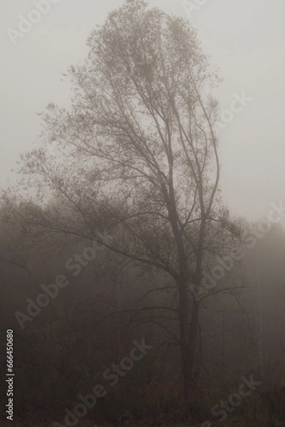 Obraz tree in fog