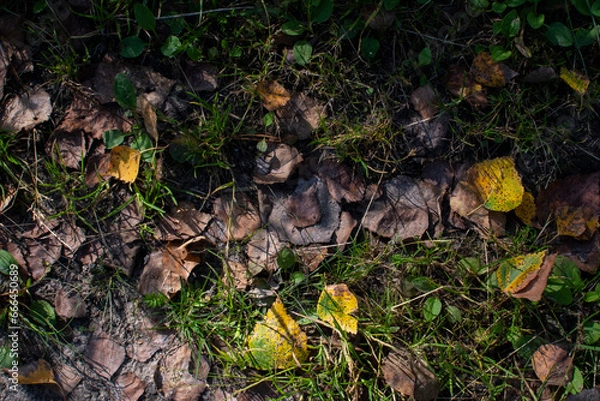 Obraz fallen autumn leaves