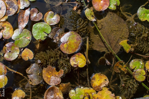 Obraz water drops on the ground