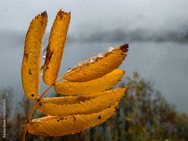 Obraz Herbstblatt mit Regentropfen