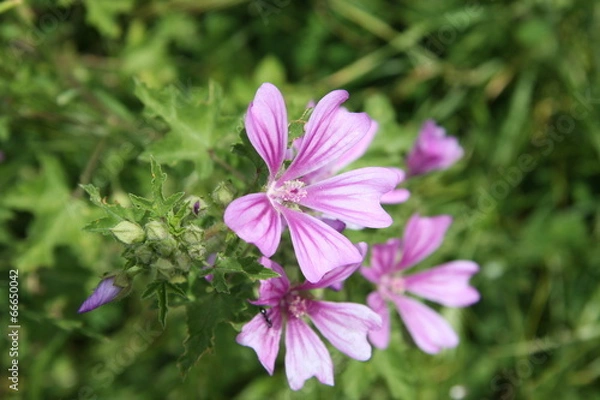 Fototapeta wilde malve