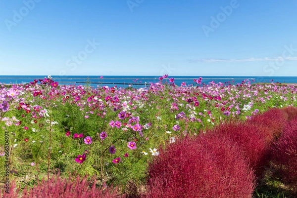 Fototapeta 海とコスモスとコキア