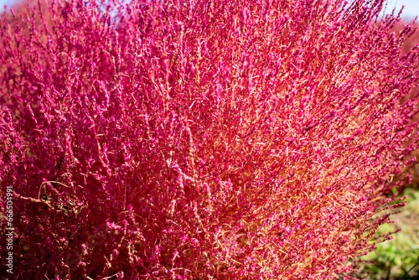 Fototapeta コキアのアップ