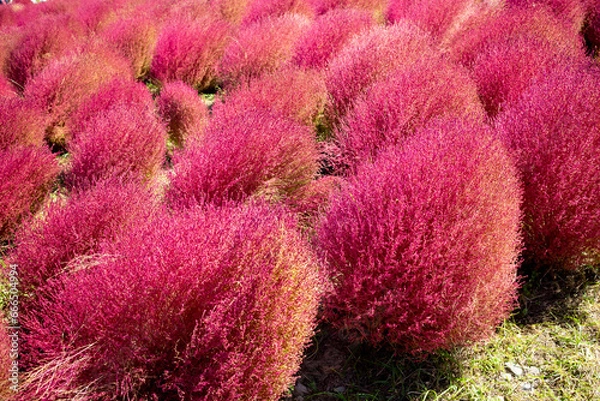 Obraz 斜めに植わったコキア