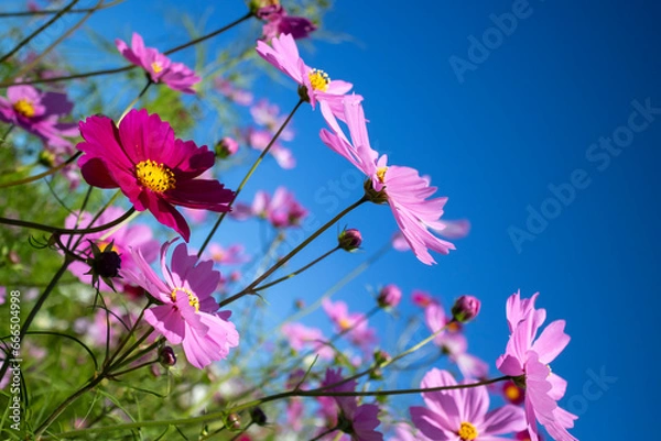 Obraz 空に向かって咲くコスモス