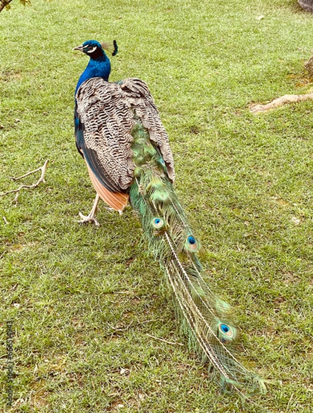 Obraz NAVARRA, SPAIN