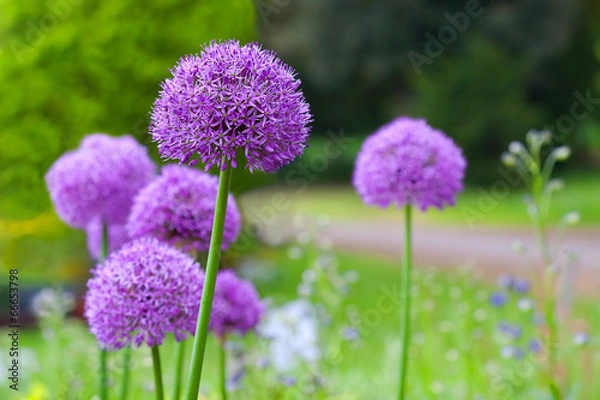Obraz field allium flowers