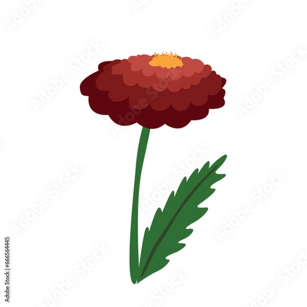 Obraz marigold drawing autumn spring flower