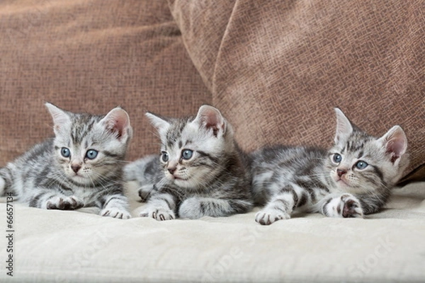 Obraz three kitten brothers