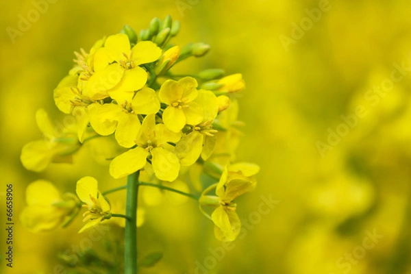 Obraz rapeseed flower