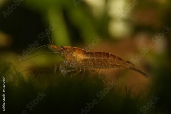 Fototapeta Wild Color Neocaridina Dwarf Shrimp