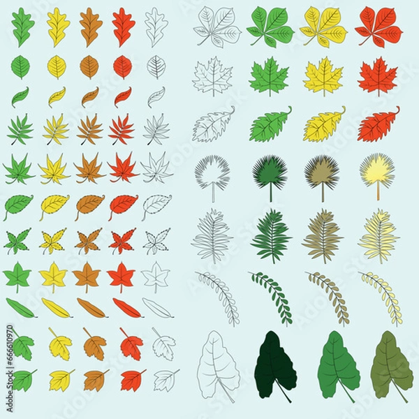 Fototapeta vector set of leaves