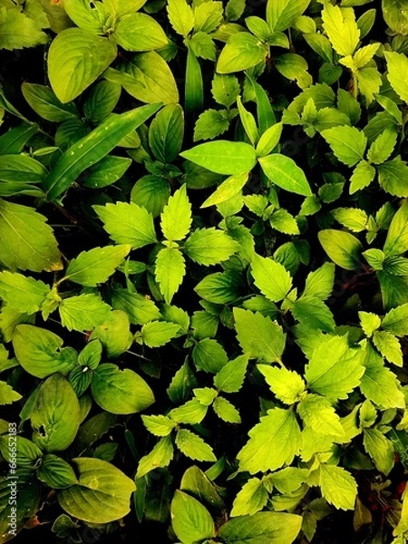 Obraz green leaves background