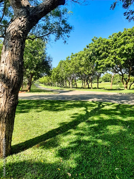 Obraz trees in the park