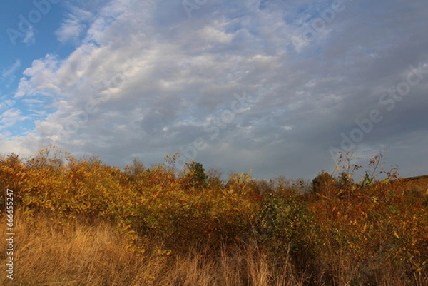 Fototapeta A field of grass and trees
