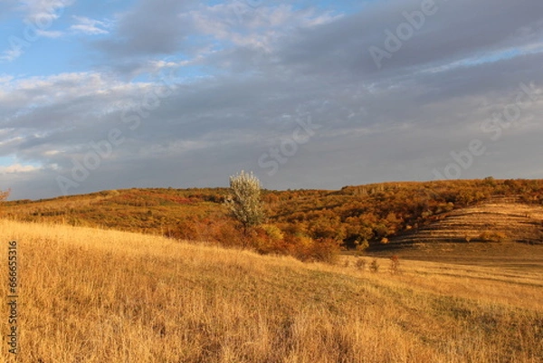 Fototapeta A field with trees and bushes