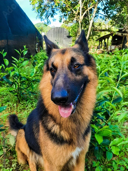 Obraz german shepherd dog