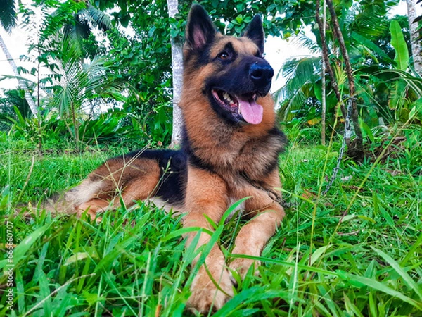 Obraz german shepherd dog