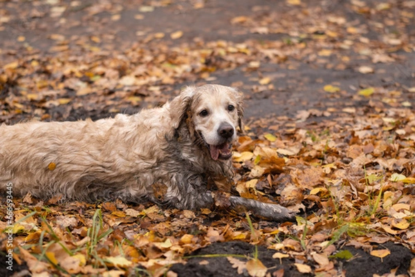 Fototapeta A happy dog lies in a muddy puddle in the fall. A naughty golden retriever lying in the mud.