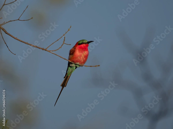 Fototapeta Karminspint