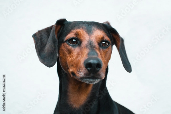 Fototapeta Adorable dashhound dog with white background isolated