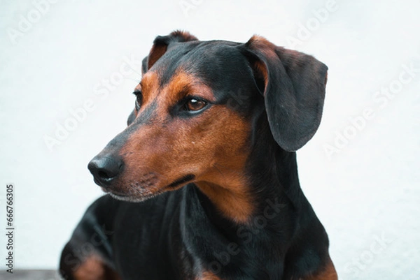 Fototapeta Adorable dashhound dog with white background isolated