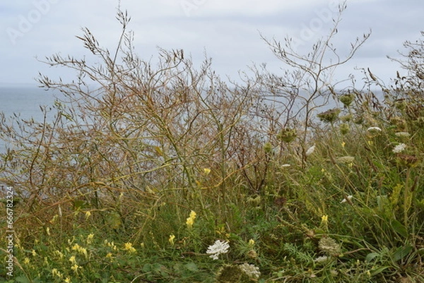 Obraz grass in the wind