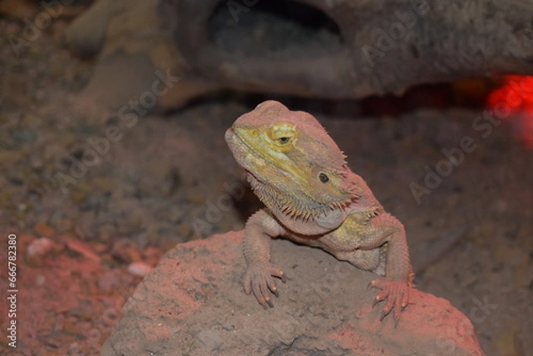 Obraz lizard on a stone