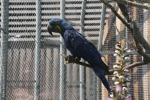 Obraz Blue parrot