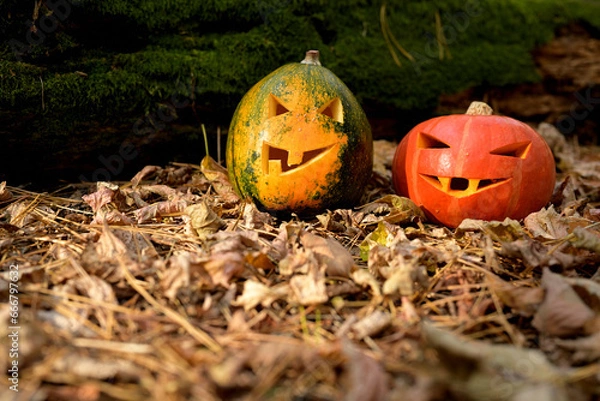 Fototapeta Red and green Halloween pumpkins with malevolent smiles against a dark forest