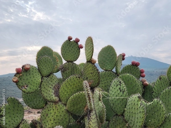 Obraz Nopal con tuna
